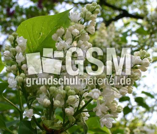 Fliederblueten-weiss-2.jpg